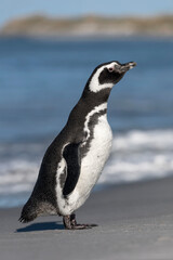 Obraz premium Magellanic Penguin stood on beach