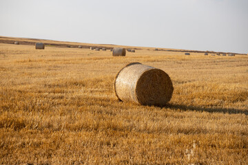 Fototapeta premium Beautiful landscape with straw bales in harvested fields, with blue sky and clouds, agriculture farming concept