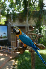 yellow parrot cockatoo with blue feathers sitting on a branch in the shade.