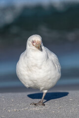 Pale faced Sheathbill