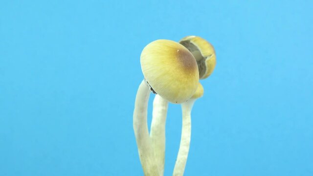 Psilocybe cubensis magic mushrooms. Mushroom rotation on a blue background. Sacred mushroom mazatek.