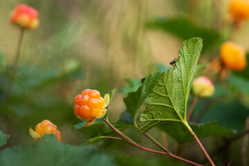 A close-up of ripe and delicious Cloudberry, Rubus chamaemorus as a Northern delicacy in Estonian bog forest during summertime. 