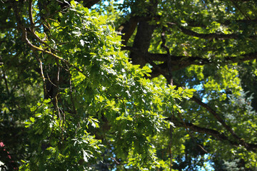 Large old oak tree, nature background. Summer in Latvia. Abstract green background with green oak leaves. Nature Power.