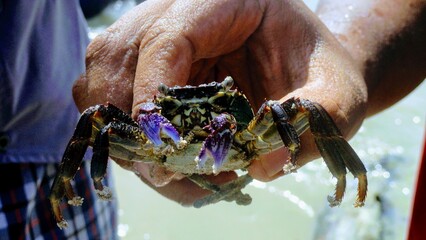 crab in hands