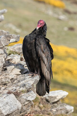 Turkey Vulture preening