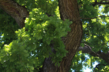 Large old oak tree, nature background. Summer in Latvia. Abstract green background with green oak leaves. Nature Power.