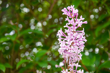 Lilac blooms. A beautiful bunch of lilac closeup. Green branch with spring flowers. Lilac flowers on tree in garden.