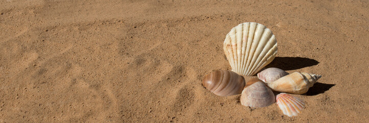Sea shells of many types and sizes lie in the sand. Marine topics. Place for text. Selective focus.