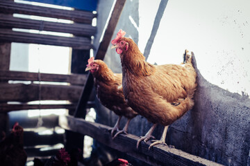 Breeding chickens in a small chicken coop. © BearOK