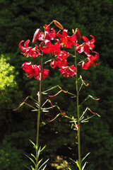 Penstemon, roślina z czerwonymi płatkami na ciemno zielonym tle