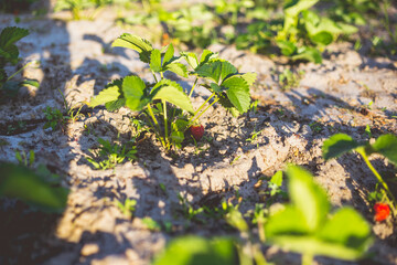Rows of strawberries in the home garden in sandy soil at sunset