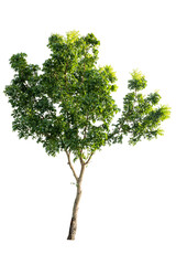 Isolated tropical big tree on white background with clipping path. Suitable for use in advertising and architecture design.