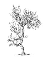 Sketch tree isolated on white background