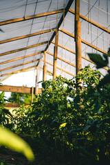 Homemade greenhouse with green unripe tomatoes. Home gardening concept.
