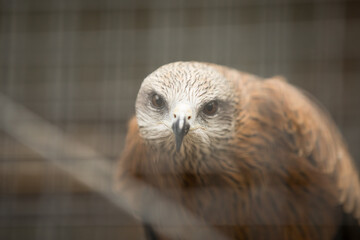 Caged Australian eagle