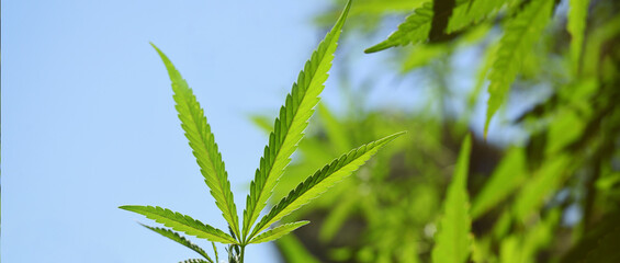 CBD banner with detail of leaf growing in the sun.