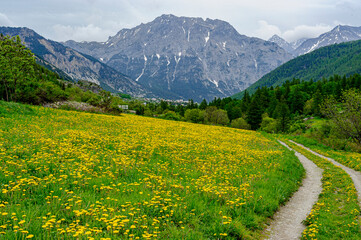 Fototapeta premium Flowering meadow of yellow arnicas. In the background, a mountain village and on the right a path. A mountain dominates the village.