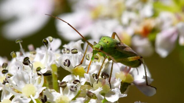 Close Up movie of Potato Capsid Bug on flowers. His Latin name is Calocoris norvegicus.