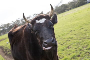 Cheeky cow sticking tongue