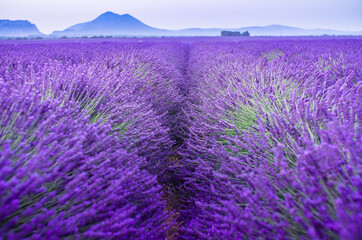 Lavender field summer sunrise landscape near Valensole. Provence, France