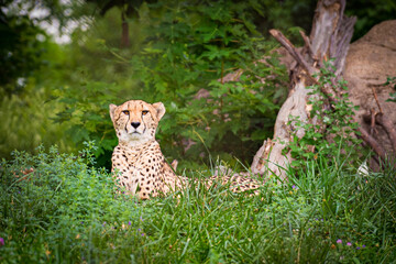 A cheetah resting in the grass at the Henry Doorly Zoo in Omaha, NE. - obrazy, fototapety, plakaty