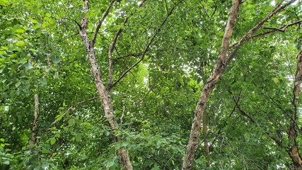birch bottom