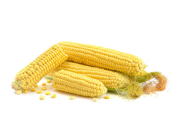 Fresh yellow ears of sweet dessert corn on a white background, close-up.horizontal view