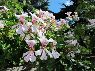  Beautiful white flowers with red stripes on a green background.  A beautiful view of delicate white-pink flowers with juicy green leaves against a background of blue sky and greenery