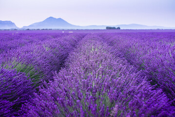 Naklejka na ściany i meble Lavender field summer sunrise landscape near Valensole. Provence, France