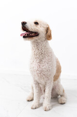Young dog isolated on white background