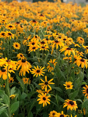 field of yellow flowers