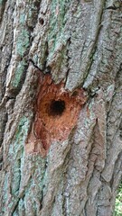 Spechtloch in Eiche