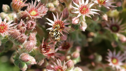 Bienenpaarung auf Sukkulenten-Blüten