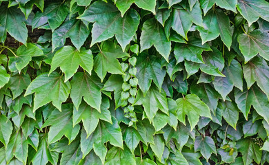 Green leaves. Can be used as background, texture. Bright curly leaves all over the field. In the center is a liana with small leaves.