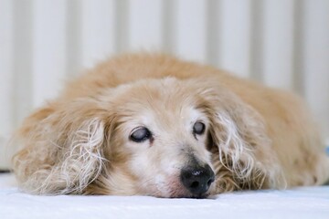 眠る18歳の老犬