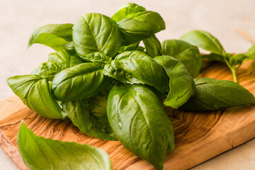 Green leafs of Genovese basil (Ocimum basilicum).Italian cuisine concept