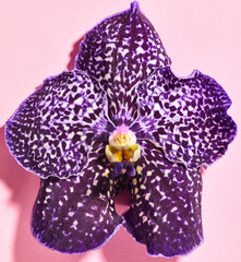 Purple vanda orchid flower close up