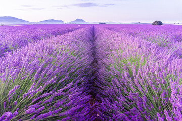 Naklejka na ściany i meble Lavender field summer sunrise landscape near Valensole. Provence, France 