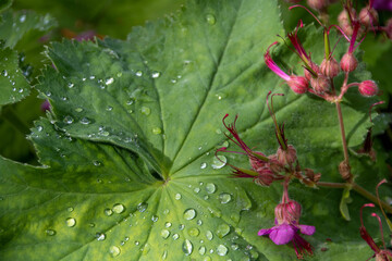 big rooted geranium drying off after the rain