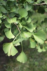 Ginkgo biloba leaves in nature on sunlight.