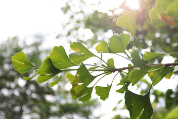 Ginkgo biloba leaves in nature on sunlight.