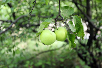 Close up of two green apples on a branch.