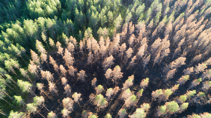 Fototapeta na wymiar An aerial view of burnt trees and forest area after a forest fire