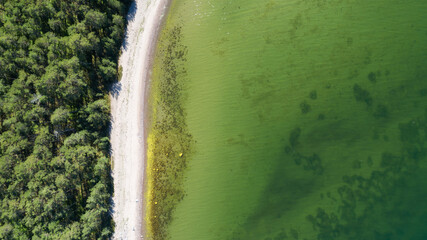 Aerial Drone View Top Down at Forest with Beach at sea. Scandinavian nature.