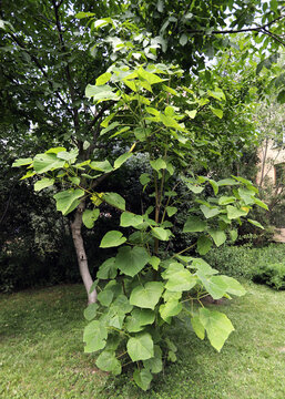Menispermaceae tree with leaves or moonseed