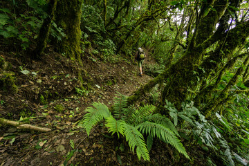 Fototapeta premium bosque nuboso en las laderas del volcán Tolimán , lago de Atitlán ,Guatemala, Central America