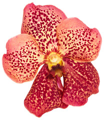 Fototapeta na wymiar Vanda orchid flower isolated on white background