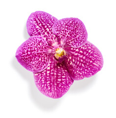 Beautiful pink orchid flower isolated on white background