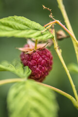 Soft focus ripe raspberry hanging on plant macro photo