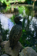 Cormorant sits on a stone on the background of a lake.